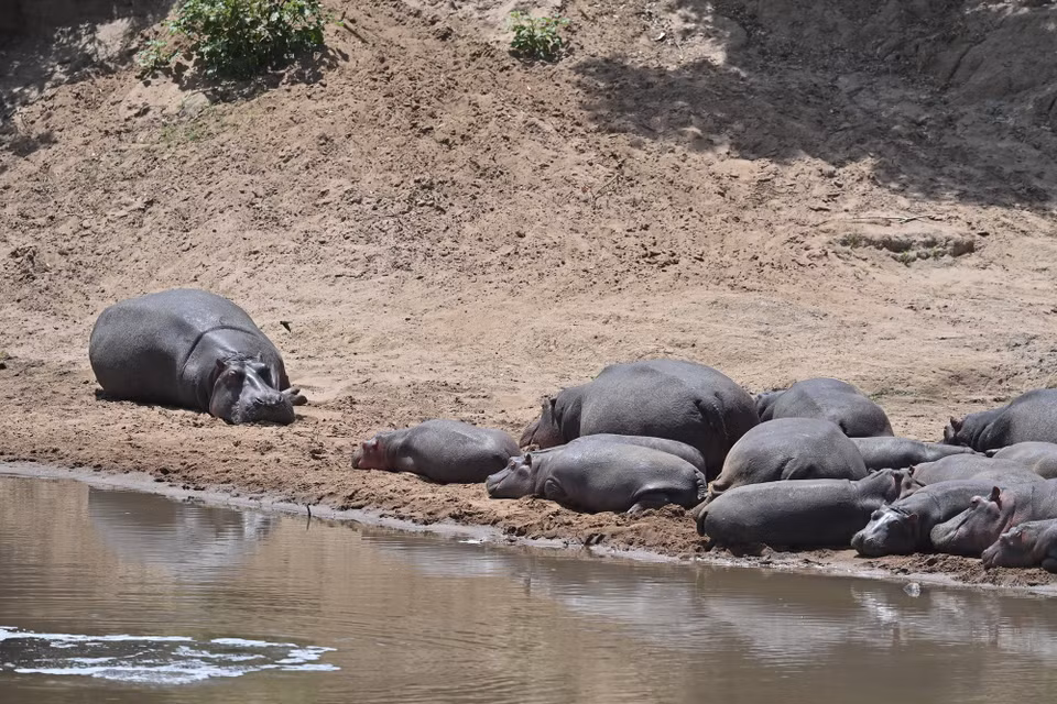 Đàn hà mã nằm nghỉ bên sông Mara tại khu bảo tồn quốc gia Maasai Mara ở Kenya, ngày 13/8/2026. (Ảnh: THX/TTXVN phát)