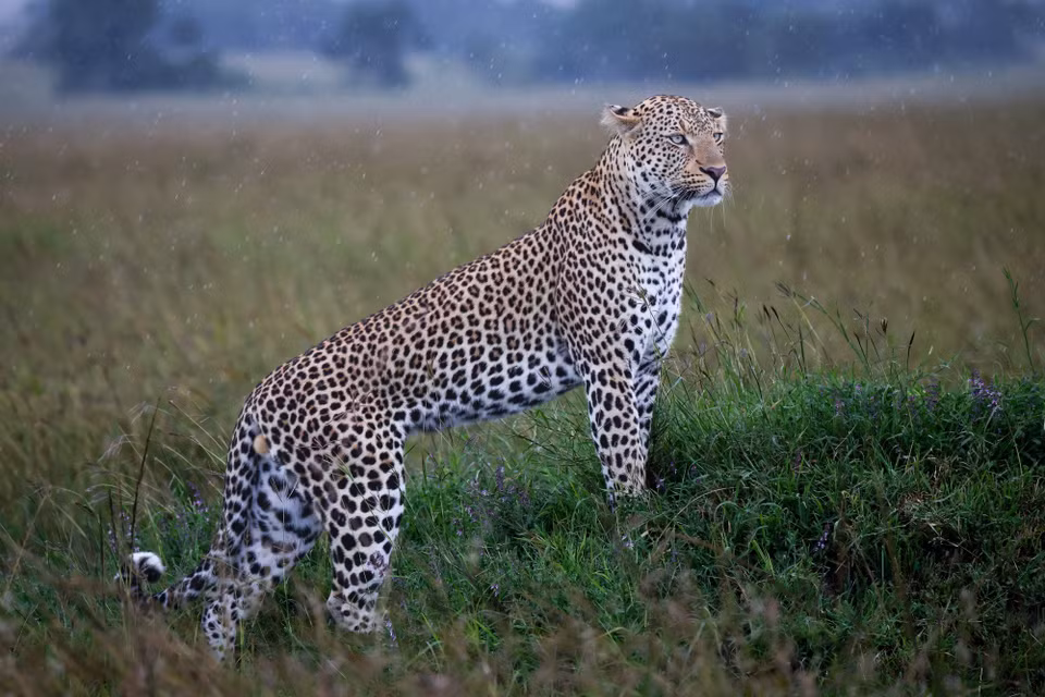 Báo hoa mai tại khu bảo tồn quốc gia Maasai Mara ở Narok, Kenya.(Ảnh: THX/TTXVN phát)