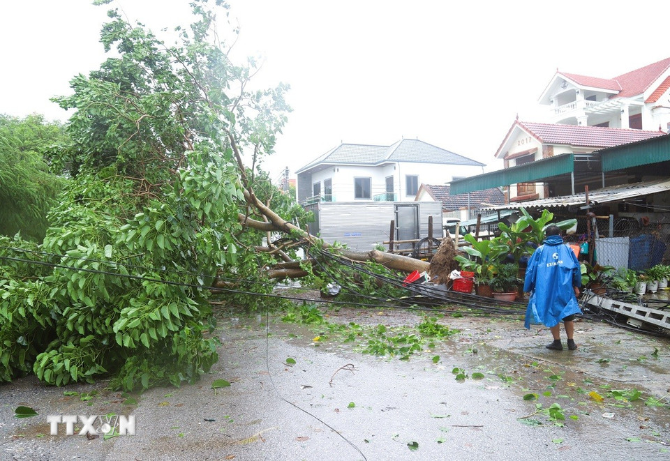 Cây lớn bật gốc, chắn ngang đường khiến giao thông trên tuyến đường dân sinh qua nhiều xóm ven biển của xã Diễn Châu (tỉnh Nghệ An) bị chia cắt. (Ảnh: Xuân Tiến/TTXVN)