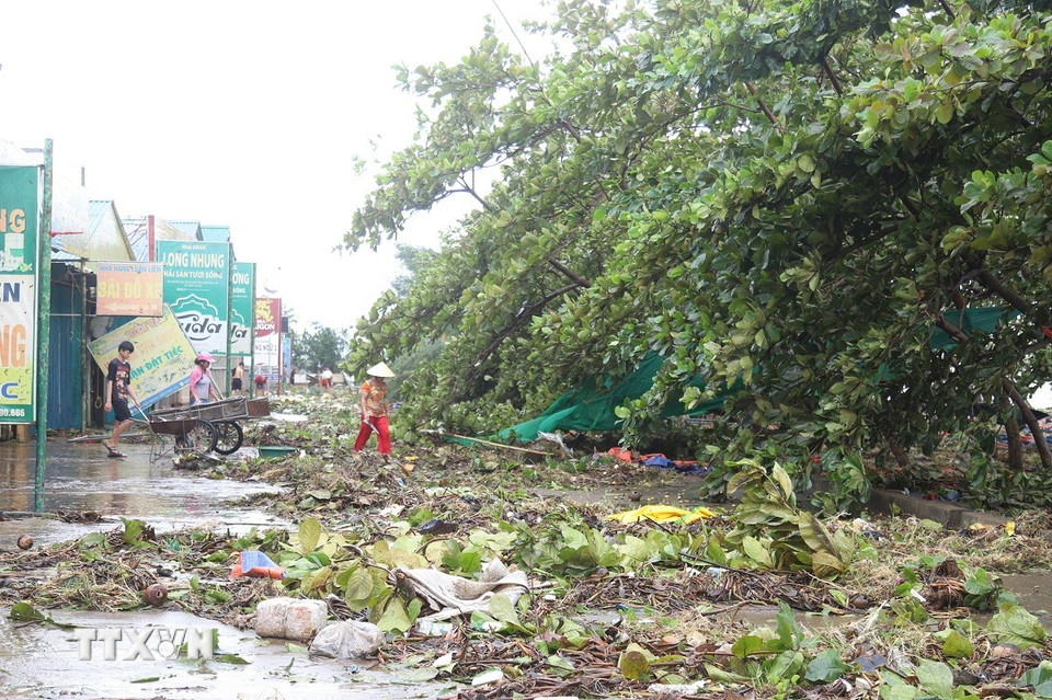 Hàng loạt cây xanh trên tuyến đường ven biển qua Khu du lịch biển Diễn Thành (xã Diễn Châu, tỉnh Nghệ An) bị bật gốc, nghiêng đổ chắn hết lối đi. (Ảnh: Xuân Tiến/TTXVN)
