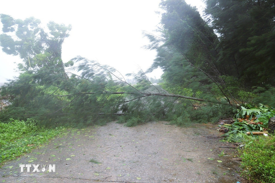 Chiều 25/8, tuyến đường ven biển xã Diễn Châu (tỉnh Nghệ An) tạm thời bị chia cắt do nhiều cây phi lao ngã đổ, chắn ngang đường do gió lớn gây bật gốc. (Ảnh: Xuân Tiến/TTXVN)