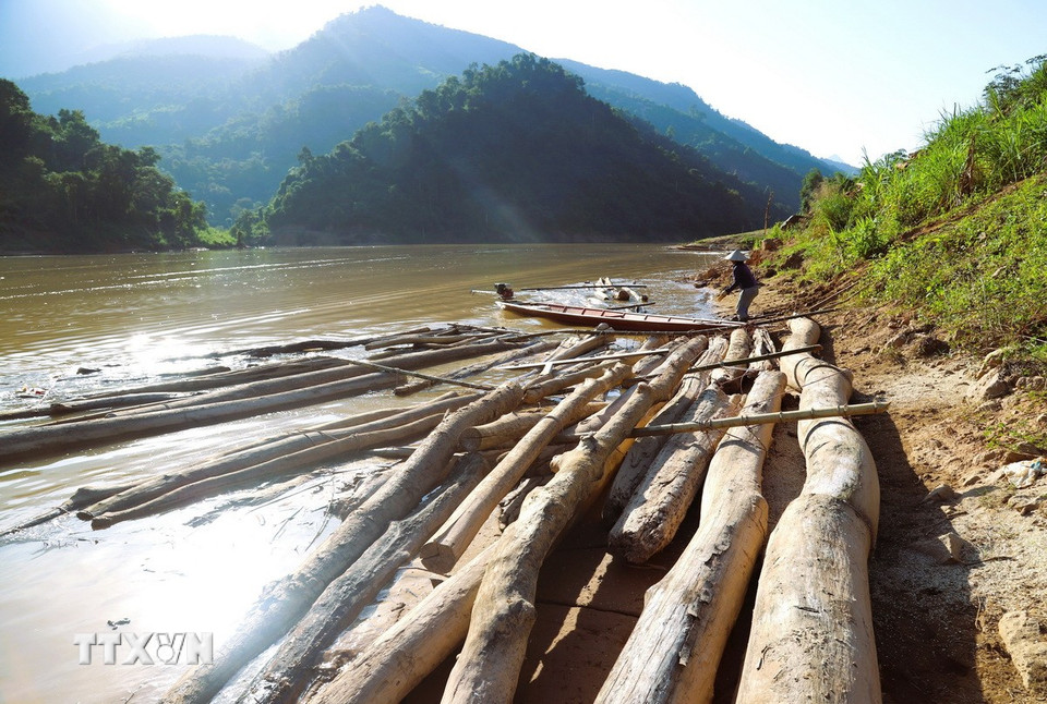 Dọc lưu vực sông Nậm Nơn dài hàng chục km qua địa phận các xã Nhôn Mai, Bắc Lý, Mỹ Lý... có vô số điểm tập kết gỗ bên bờ. (Ảnh: Xuân Tiến/TTXVN)