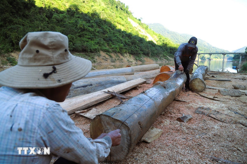 Hoạt động sơ chế thân gỗ thành các tấm gỗ, trụ, cột nhà sàn diễn ra ngay bên bờ sông Nậm Nơn. (Ảnh: Xuân Tiến/TTXVN)