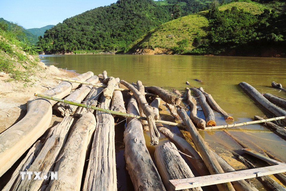 Để các cây gỗ không bị trôi khi nước sông Nậm Nơn dâng cao, dòng chảy mạnh, chủ sở hữu đã giằng néo các mảng gỗ chắc chắc và neo buộc vào bờ sông Nậm Nơn bằng dây thừng. (Ảnh: Xuân Tiến/TTXVN)
