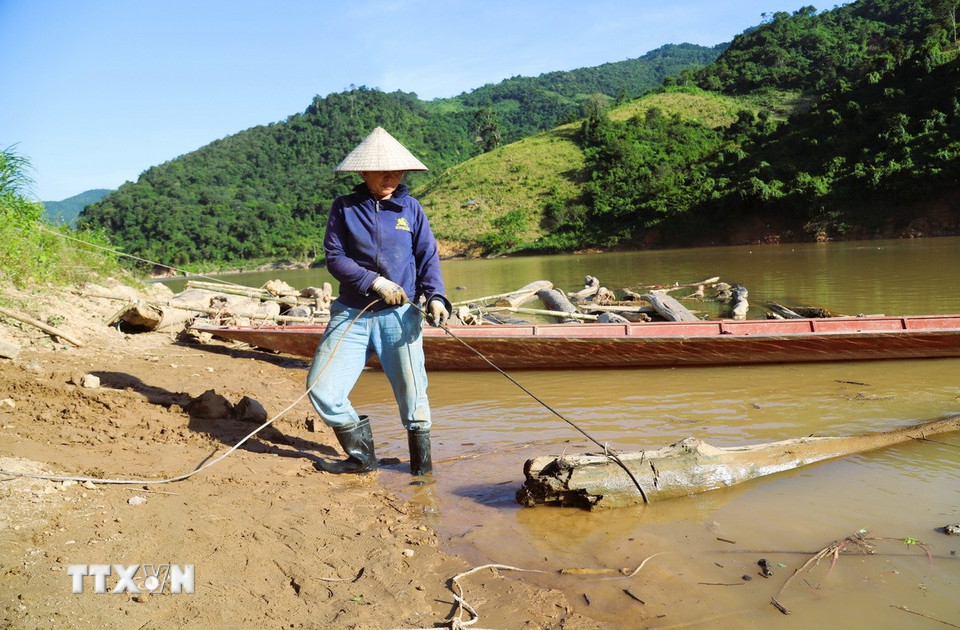 Người vớt gỗ tháo rời thân cây gỗ lớn ra khỏi mảng kết, cột dây cáp vào một đầu và điều chỉnh thân gỗ theo hướng kéo của máy tời đặt trên cao. (Ảnh: Xuân Tiến/TTXVN)