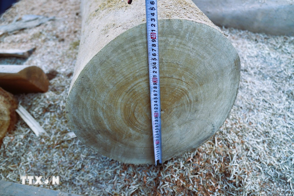 Một thân gỗ có chu vi vành thân, đường kính lớn vừa được cắt khúc tại điểm tập kết gỗ trên bờ sông Nậm Nơn thuộc địa bàn xã Mỹ Lý (tỉnh Nghệ An). (Ảnh: Xuân Tiến/TTXVN)