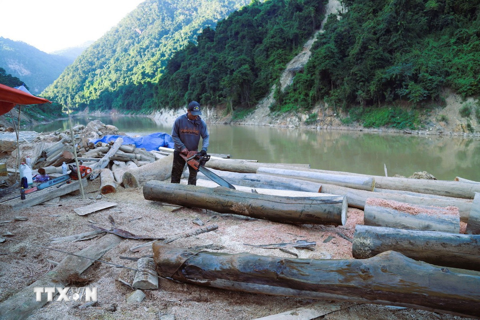 Dù là tự phát nhưng các điểm tập kết cưa xẻ, sơ chế gỗ tập trung quy mô lớn như một công trường ngay bên bờ sông Nậm Nơn. (Ảnh: Xuân Tiến/TTXVN)