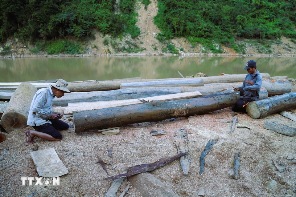 Những thân gỗ chất lượng tốt, bền, thẳng có thể sử dụng được để làm cột nhà. (Ảnh: Xuân Tiến/TTXVN)