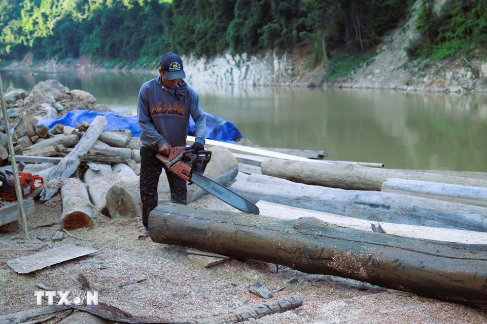 Dùng cưa xăng lưỡi dài để xẻ những thân gỗ lớn ngay bên bờ sông Nậm Nơn. (Ảnh: Xuân Tiến/TTXVN)