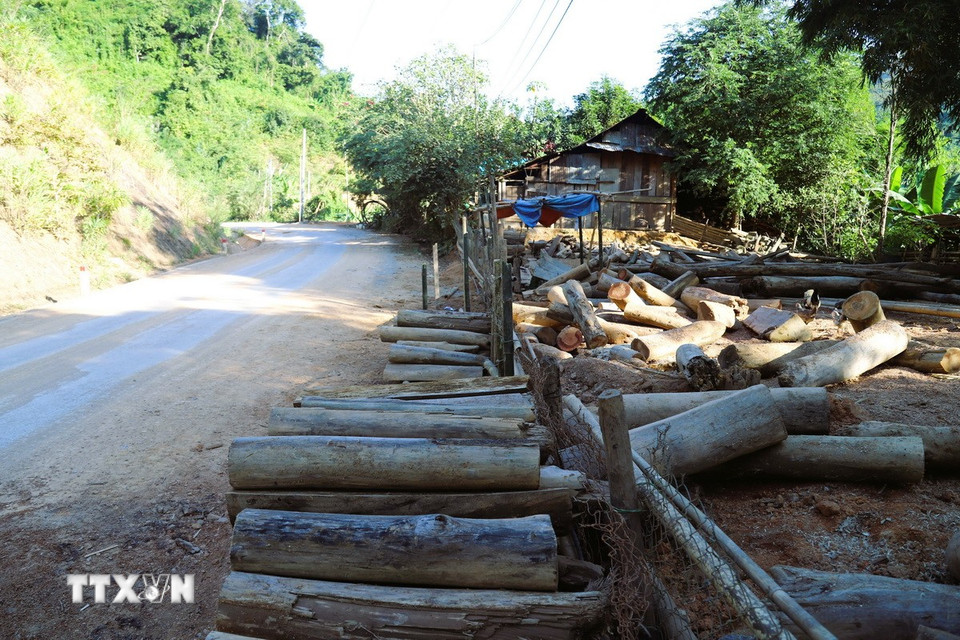 Hàng trăm khúc gỗ, thân cây do người dân vớt lên nằm ngổn ngang trong khuôn viên vườn và hành lang Quốc lộ 16. (Ảnh: Xuân Tiến/TTXVN)