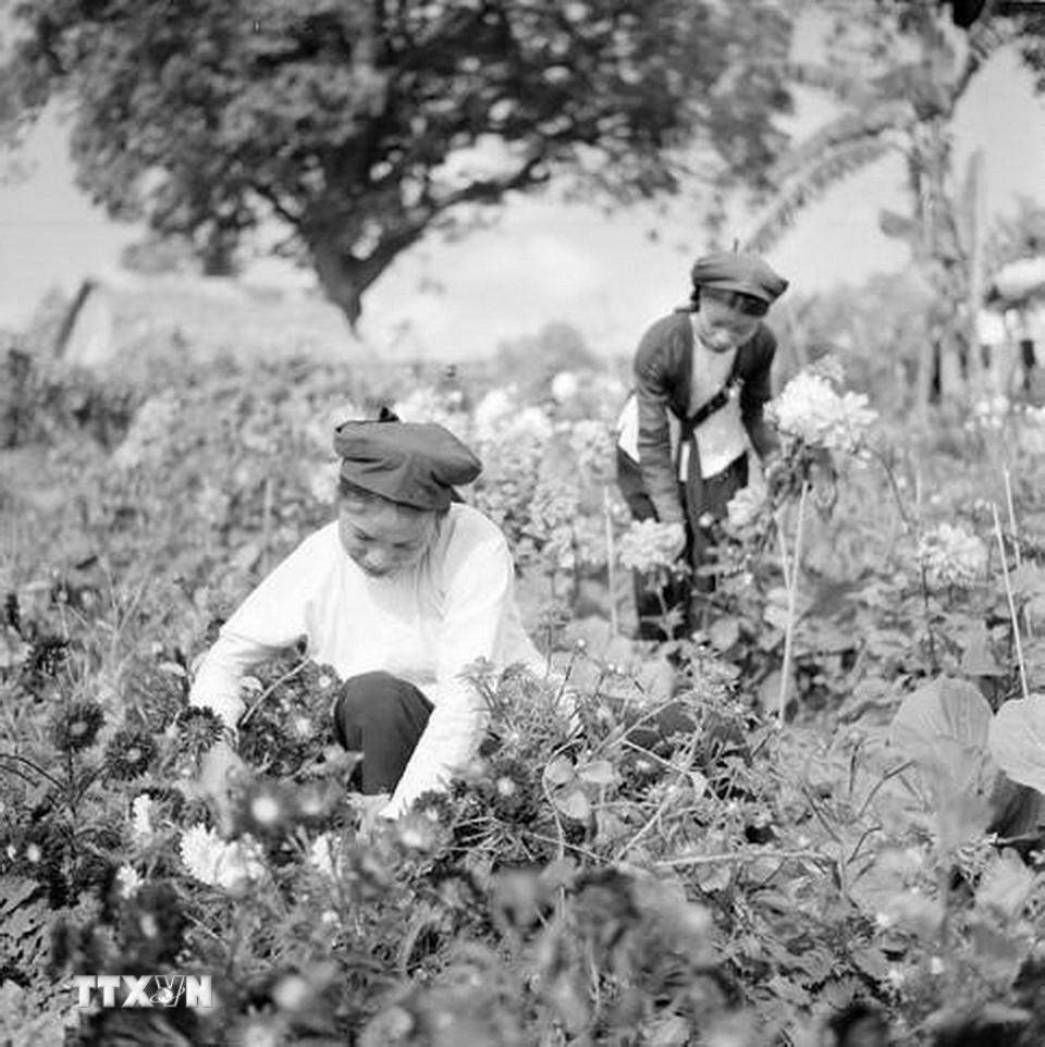 Người dân làng Ngọc Hà chăm sóc hoa cảnh phục vụ bán trong dịp Tết. (Ảnh: TTXVN)