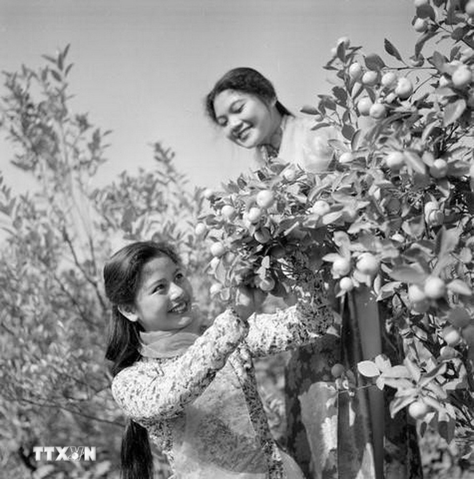 Cô gái Hà Nội tại làng hoa Nhật Tân, năm 1963. (Ảnh: TTXVN)