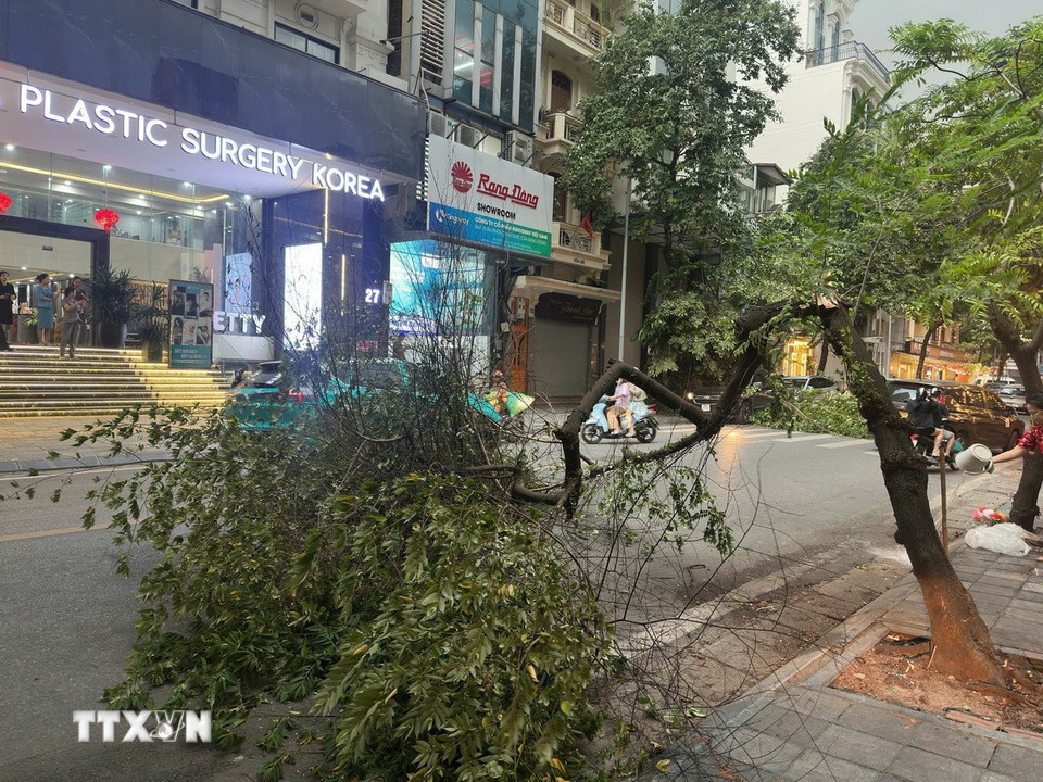 Gió giật mạnh khiến cây gãy đổ trên một số tuyến phố Hà Nội. (Ảnh: Phạm Tuấn Anh/TTXVN)