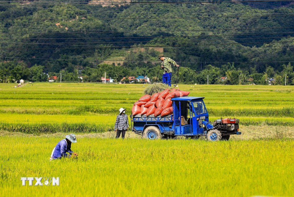 Những chiếc xe chở thóc trên cánh đồng Mường Thanh. (Ảnh: Xuân Tư/TTXVN)