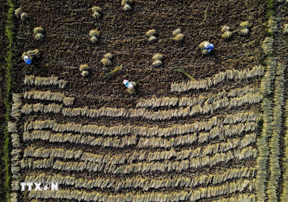 Người dân thu hoạch lúa trên cánh đồng Mường Thanh. (Ảnh: Xuân Tư/TTXVN)