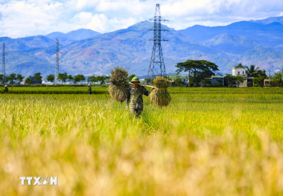Người dân thu hoạch lúa trên cánh đồng Mường Thanh. (Ảnh: Xuân Tư/TTXVN)