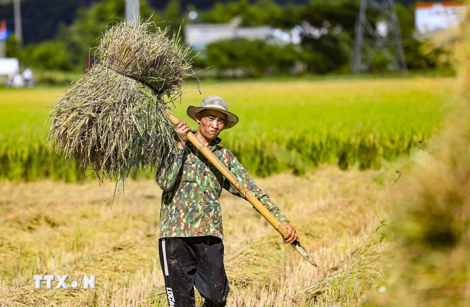 Người dân vùng lòng chảo Mường Thanh thu hoạch lúa. (Ảnh: Xuân Tư/TTXVN)