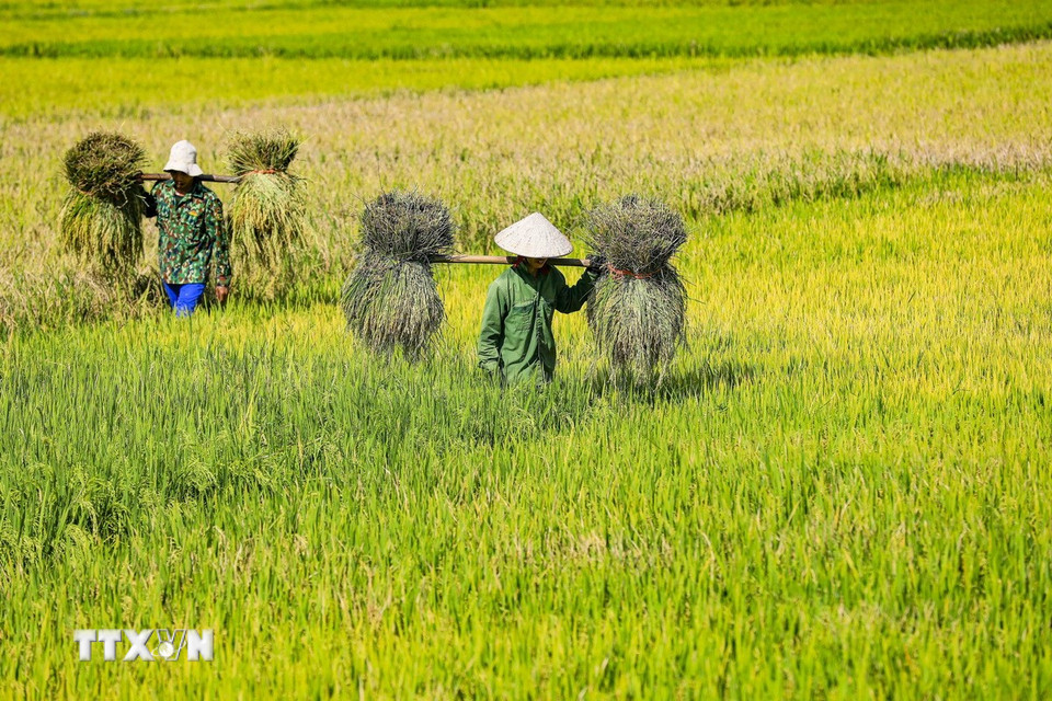 Thành quả của vụ mùa lao động được đền đáp bằng những gánh lúa nặng trĩu. (Ảnh: Xuân Tư/TTXVN)