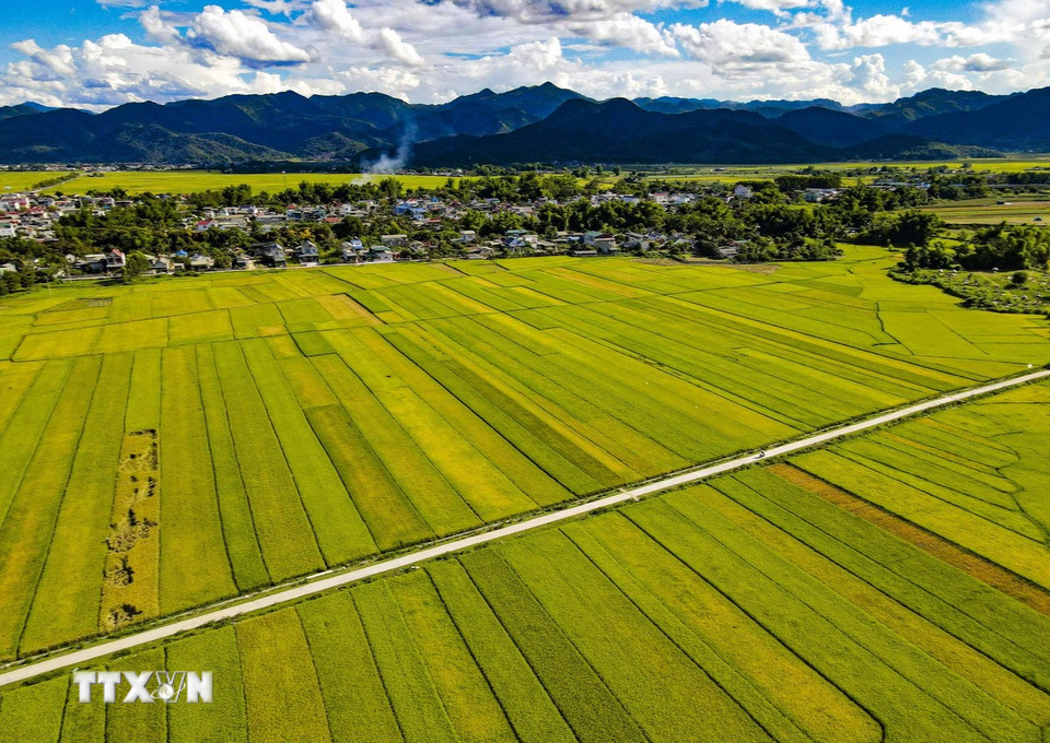 Những thửa ruộng thẳng tắp trải dài trên cánh đồng Mường Thanh. (Ảnh: Xuân Tư/TTXVN)