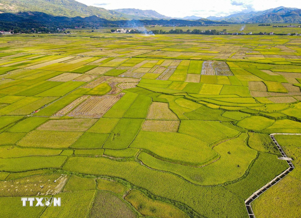 Mùa vàng trên cánh đồng Mường Thanh. (Ảnh: Xuân Tư/TTXVN)