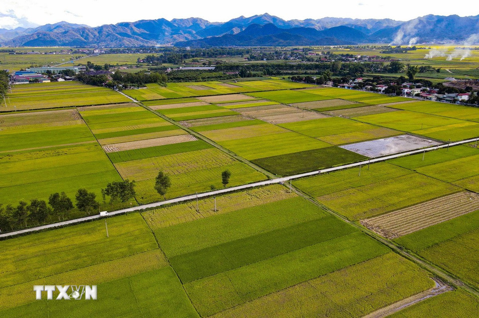 Mùa vàng trên cánh đồng Mường Thanh. (Ảnh: Xuân Tư/TTXVN)