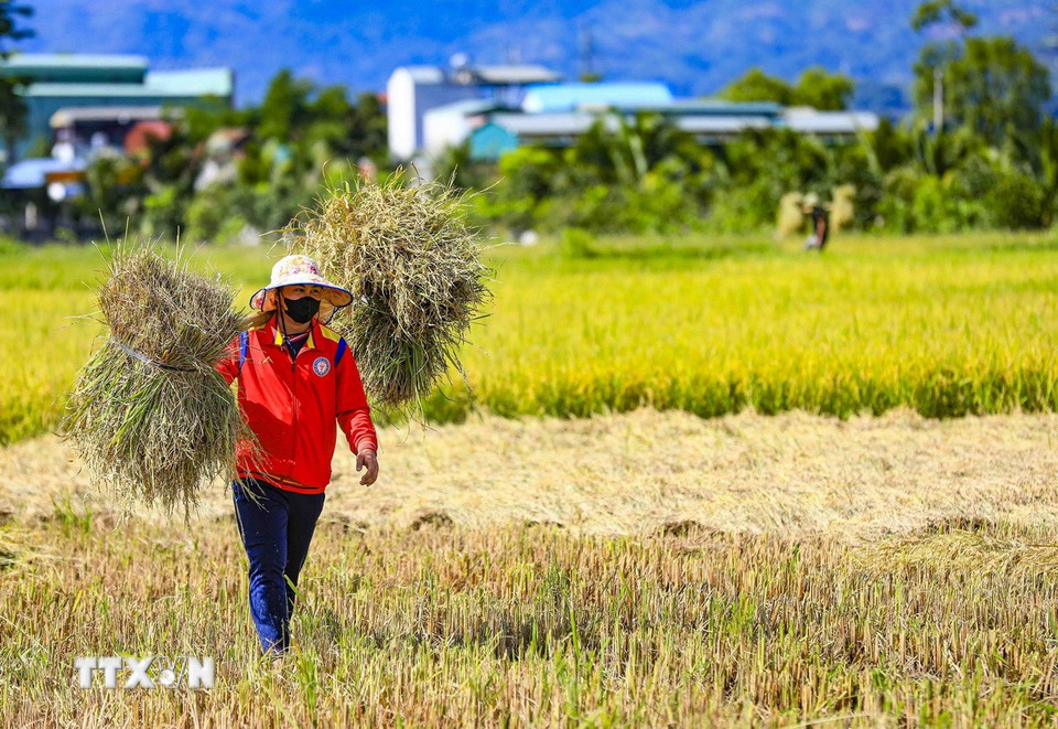 Những gánh lúa nặng trĩu được người dân thu hoạch trên cánh đồng Mường Thanh. (Ảnh: Xuân Tư/TTXVN)