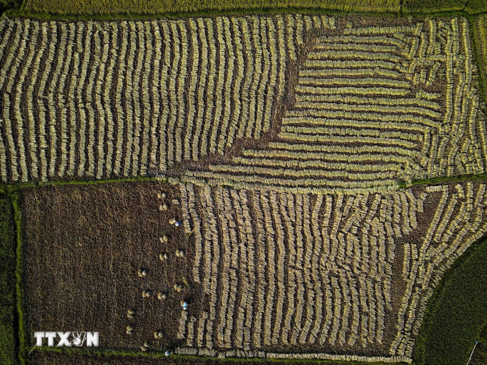 Những hàng lúa vừa được gặt đều tăm tắp trên các thửa ruộng. (Ảnh: Xuân Tư/TTXVN)