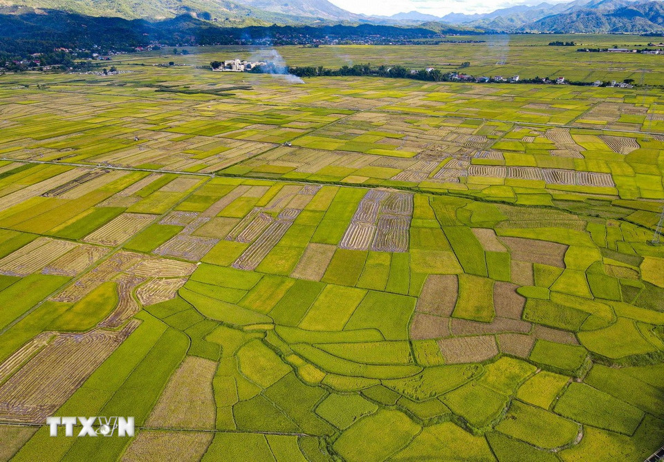 Vẻ đẹp cánh đồng Mường Thanh mùa lúa chín. (Ảnh: Xuân Tư/TTXVN)