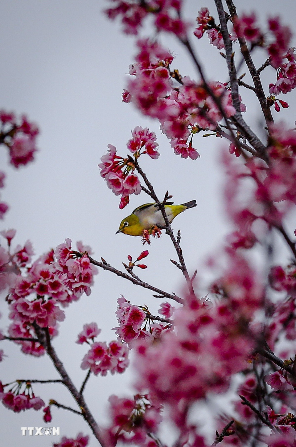 Vẻ đẹp quyến rũ của hoa anh đào ở Pá Khoang, thành phố Điện Biên Phủ. (Ảnh: Xuân Tư/TTXVN)