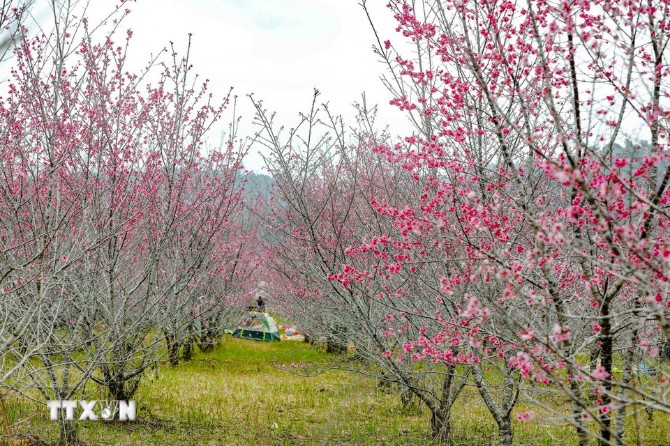 Hàng nghìn cây anh đào khoe sắc giữa đảo hoa Pá Khoang, thành phố Điện Biên Phủ. (Ảnh: Xuân Tư/TTXVN)