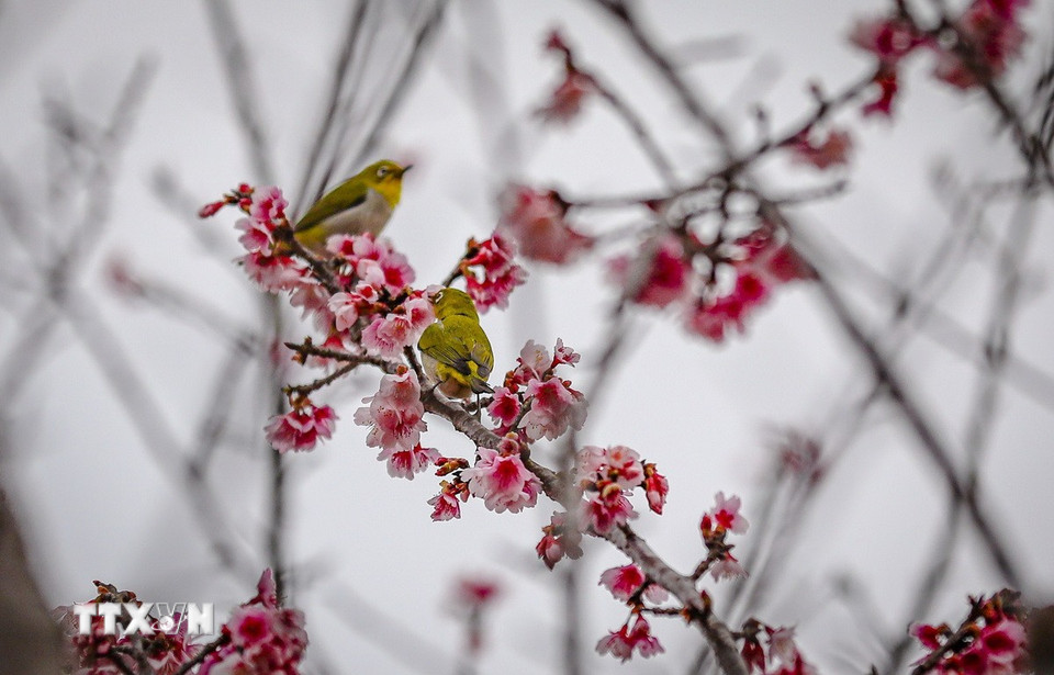Để tôn vinh vẻ đẹp của hoa, thành phố Điện Biên Phủ đã tổ chức Lễ hội Hoa anh đào – Điện Biên Phủ năm 2025 từ ngày 10-12/1 với nhiều hoạt động văn hóa, thể thao và du lịch hấp dẫn. (Ảnh: Xuân Tư/TTXVN)
