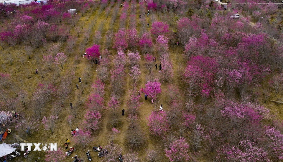 Hoa có hai màu chính là đỏ thắm và hồng nhạt. (Ảnh: Xuân Tư/TTXVN)