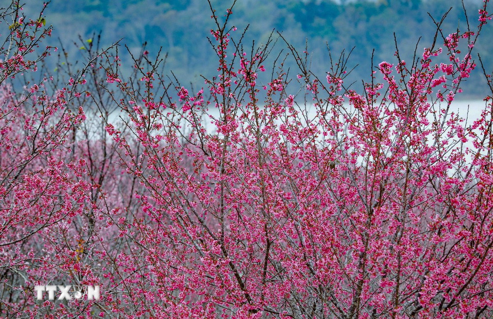 Hoa anh đào khoe sắc giữa đảo hoa Pá Khoang, thành phố Điện Biên Phủ. (Ảnh: Xuân Tư/TTXVN)