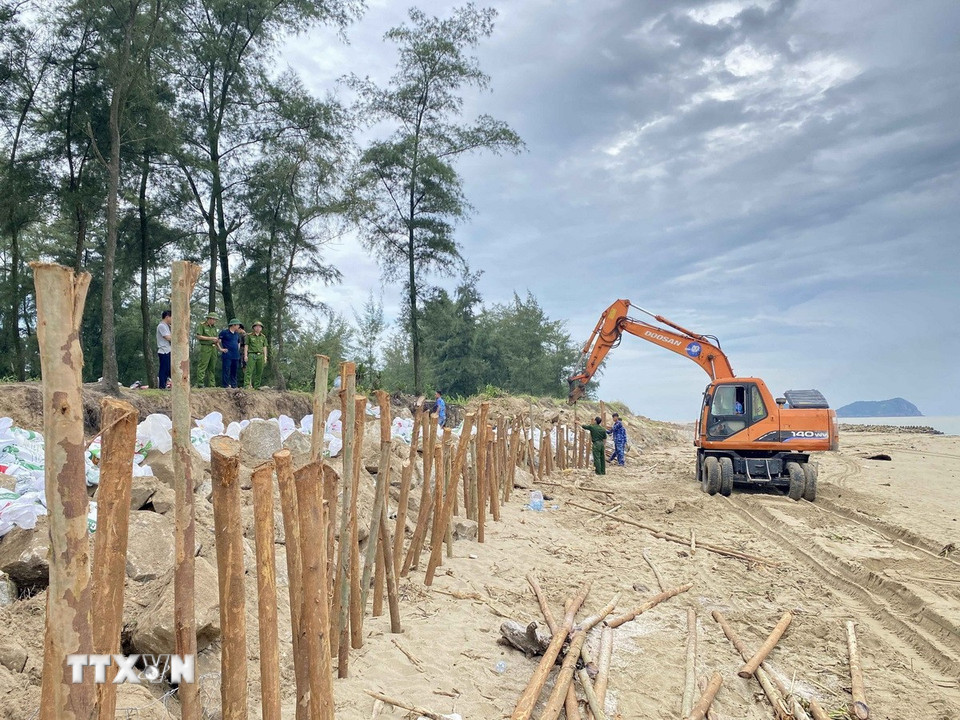 Cọc gỗ được sử dụng để gia cố tuyến đê Hội Thống. (Ảnh: Hữu Quyết/TTXVN)