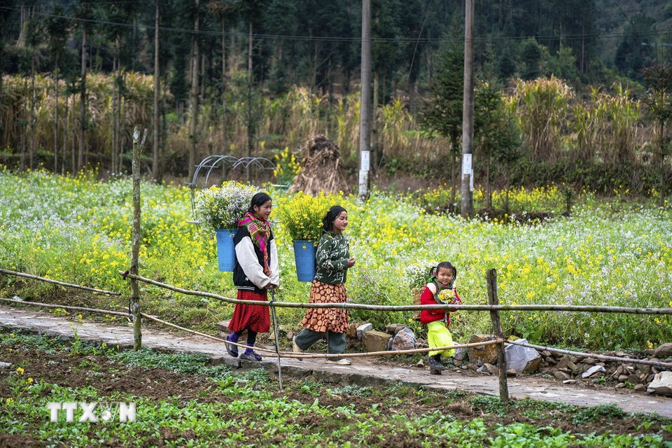 Sắc hoa cải rực rỡ ở xã Sủng Là, huyện Đồng Văn, Hà Giang. (Ảnh: Khánh Hòa/TTXVN)
