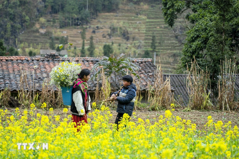Sắc hoa cải rực rỡ ở xã Sủng Là, huyện Đồng Văn, Hà Giang. (Ảnh: Khánh Hòa/TTXVN)