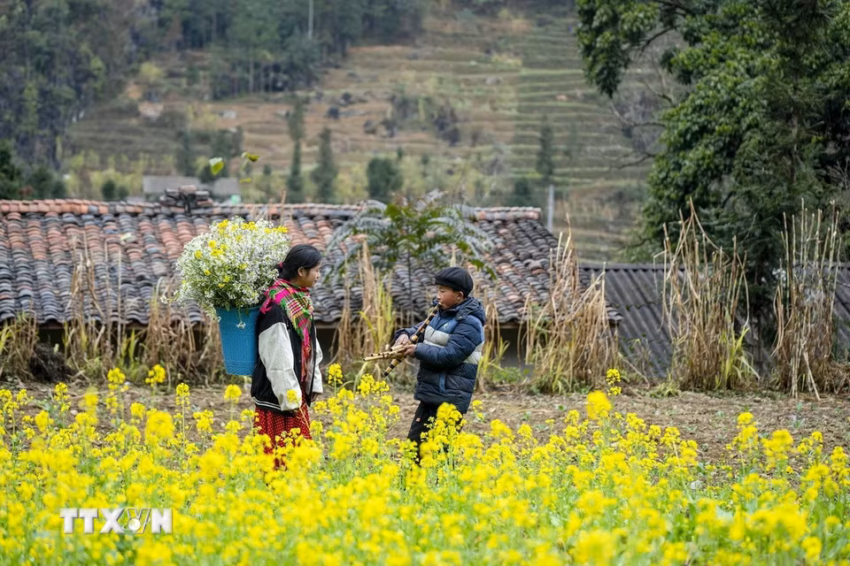 Sắc hoa cải rực rỡ ở xã Sủng Là, huyện Đồng Văn, Hà Giang. (Ảnh: Khánh Hòa/TTXVN)