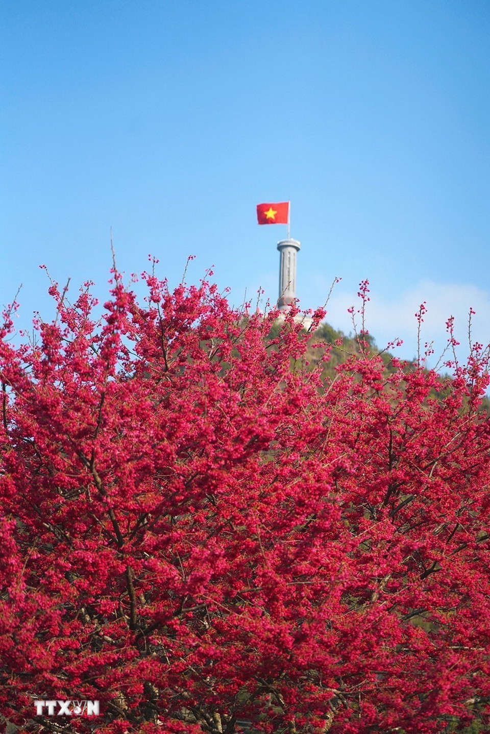 Cây mai anh đào nở rộ dưới chân cột cờ Lũng Cú, Hà Giang. (Ảnh: Khánh Hòa/TTXVN)