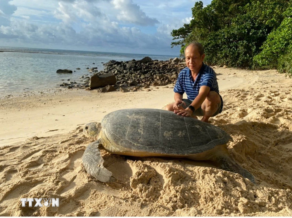 Cá thể rùa mẹ nặng gần 150kg về đẻ trứng tại Bãi Cát Lớn-Hòn Bảy Cạnh, Vườn quốc gia Côn Đảo. (Ảnh: Huỳnh Sơn/TTXVN)