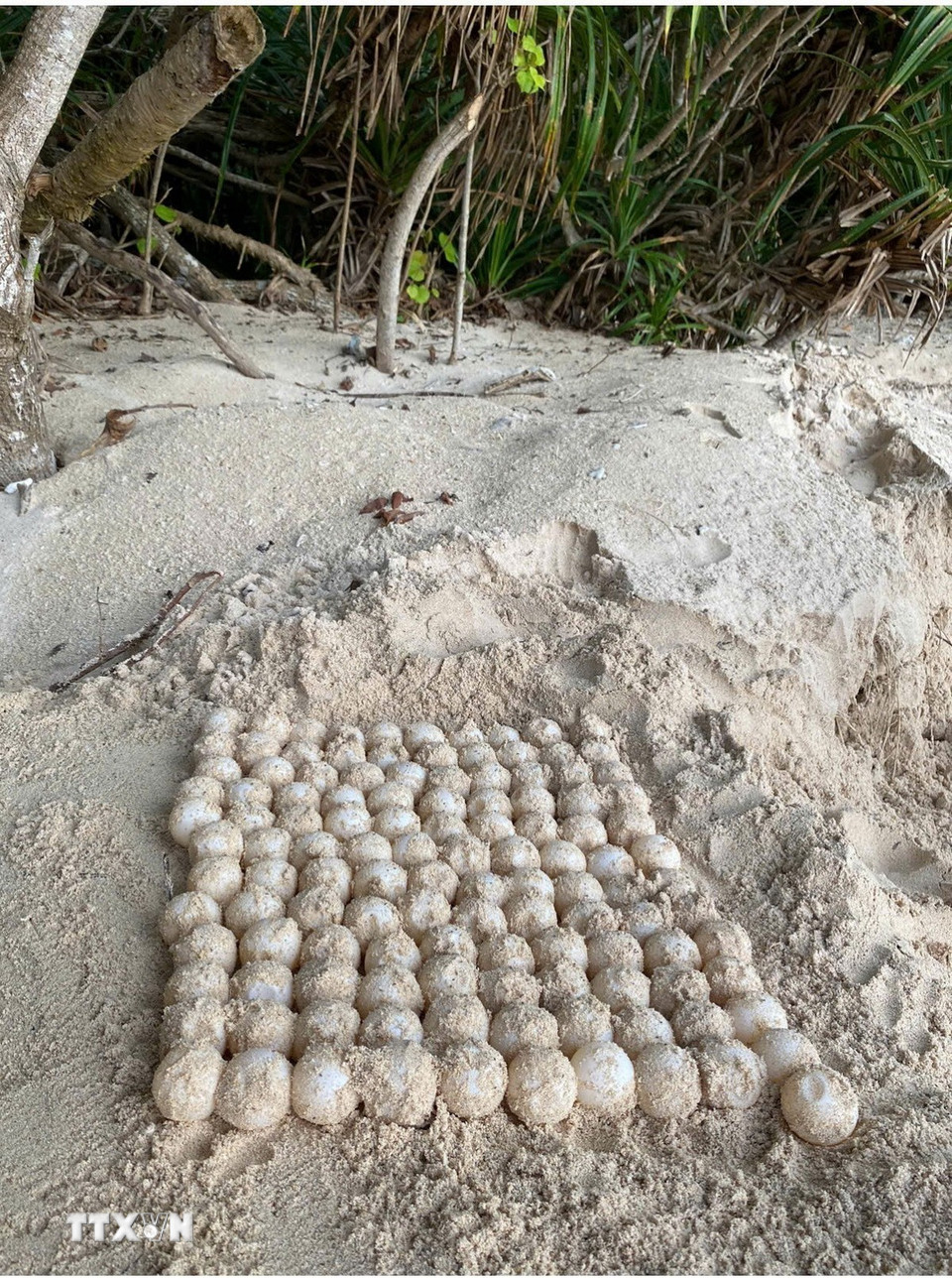 Tổ trứng rùa được nhân viên Trạm quản lý, bảo vệ và bảo tồn thiên nhiên Hòn Bảy Cạnh nhặt, kiểm đếm và di chuyển vào hồ ấp nhân tạo. (Ảnh: Huỳnh Sơn/TTXVN)