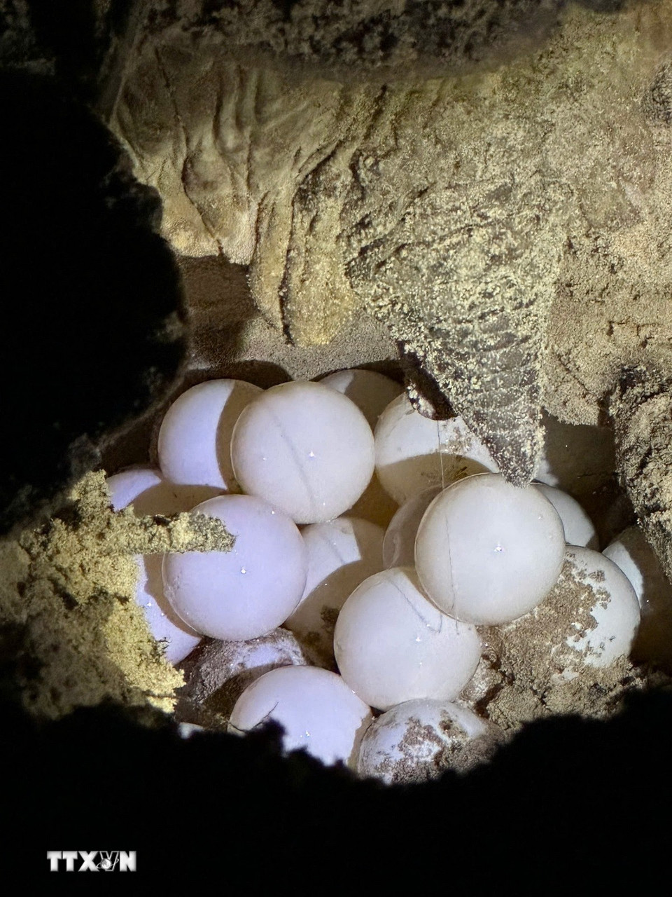 Rùa lên bãi đẻ tại Hòn Bảy Cạnh, Vườn quốc gia Côn Đảo. (Ảnh: TTXVN phát)