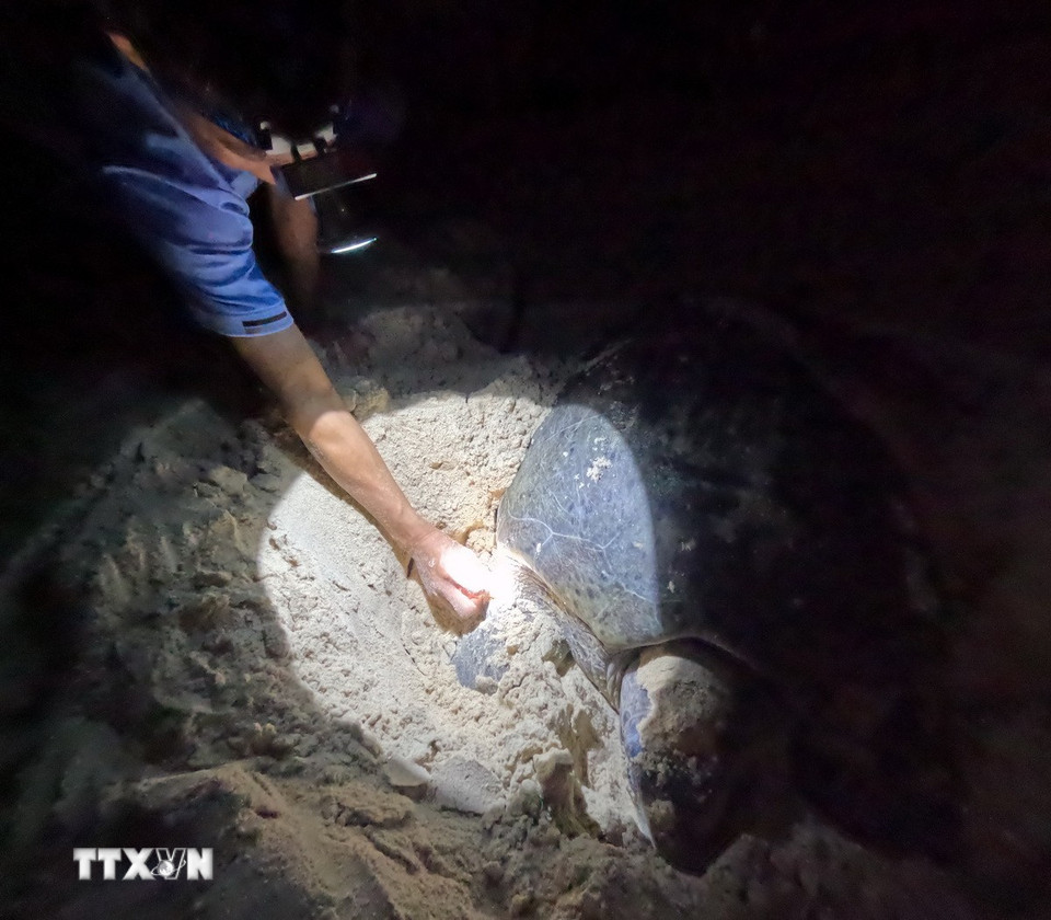 Nhân viên Trạm quản lý, bảo vệ và bảo tồn thiên nhiên Hòn Bảy Cạnh tiến hành kiểm tra thẻ đeo để xác định nguồn gốc xuất xứ của rùa mẹ. (Ảnh: Huỳnh Sơn/TTXVN)