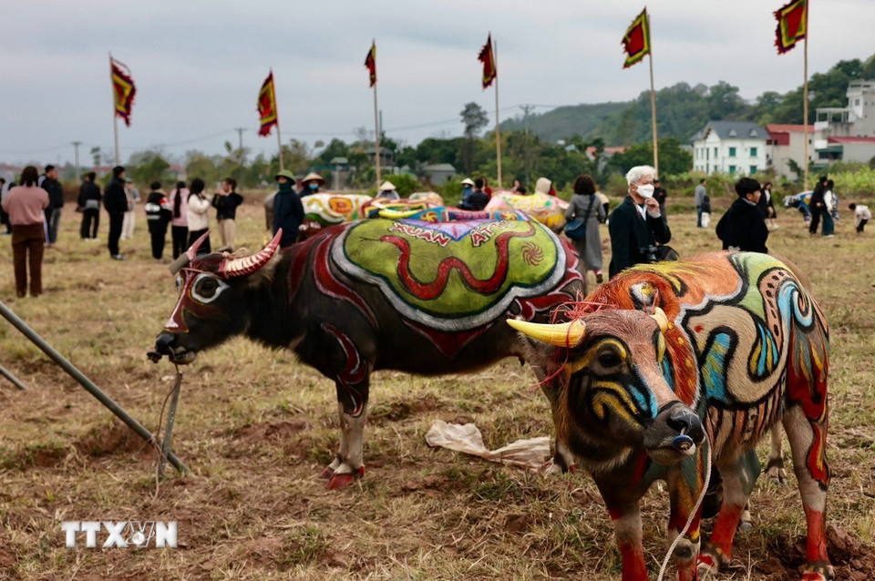 Những chú trâu được sau khi được vẽ trang trí xong. (Ảnh: Trần Việt/TTXVN)