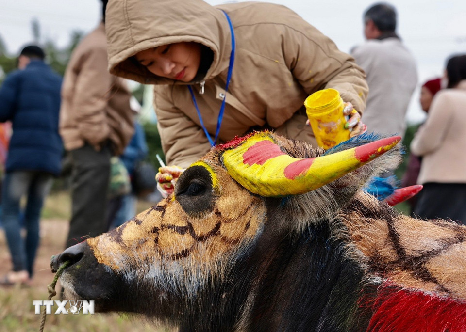 Các hoạ sỹ đang hoàn thiện vẽ trang trí trâu. (Ảnh: Trần Việt/TTXVN)
