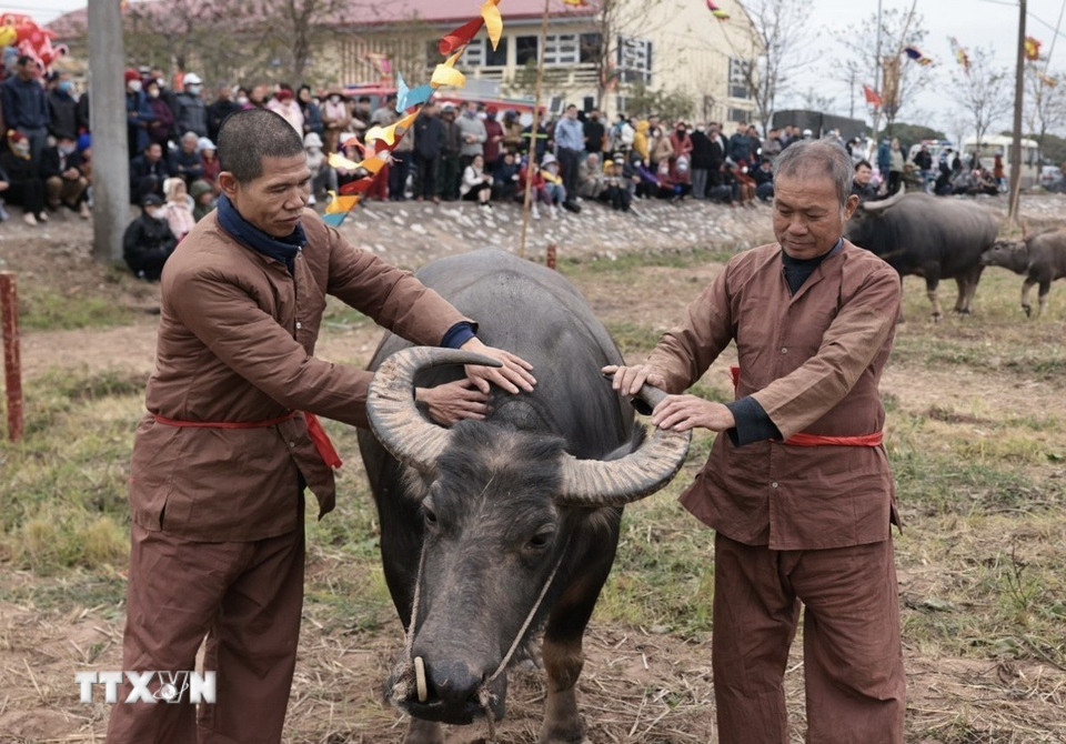 Người nông dân mang trâu của gia đình đến Lễ hội chuẩn bị cho nghi thức cày ruộng đầu năm. (Ảnh: Trần Việt/TTXVN)