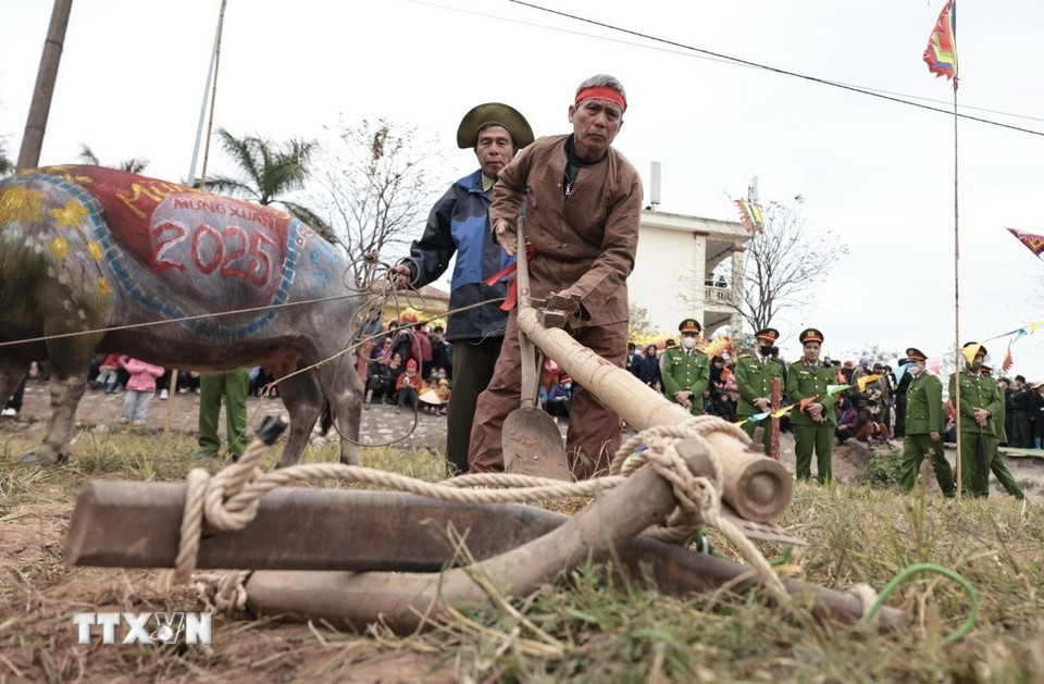 Chuẩn bị nông cụ cho nghi thức cày ruộng đầu năm. (Ảnh: Trần Việt/TTXVN)
