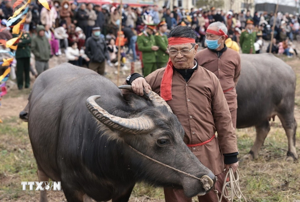Nông dân mang trâu của gia đình đến Lễ hội chuẩn bị cho nghi thức cày ruộng đầu năm. (Ảnh: Trần Việt/TTXVN)