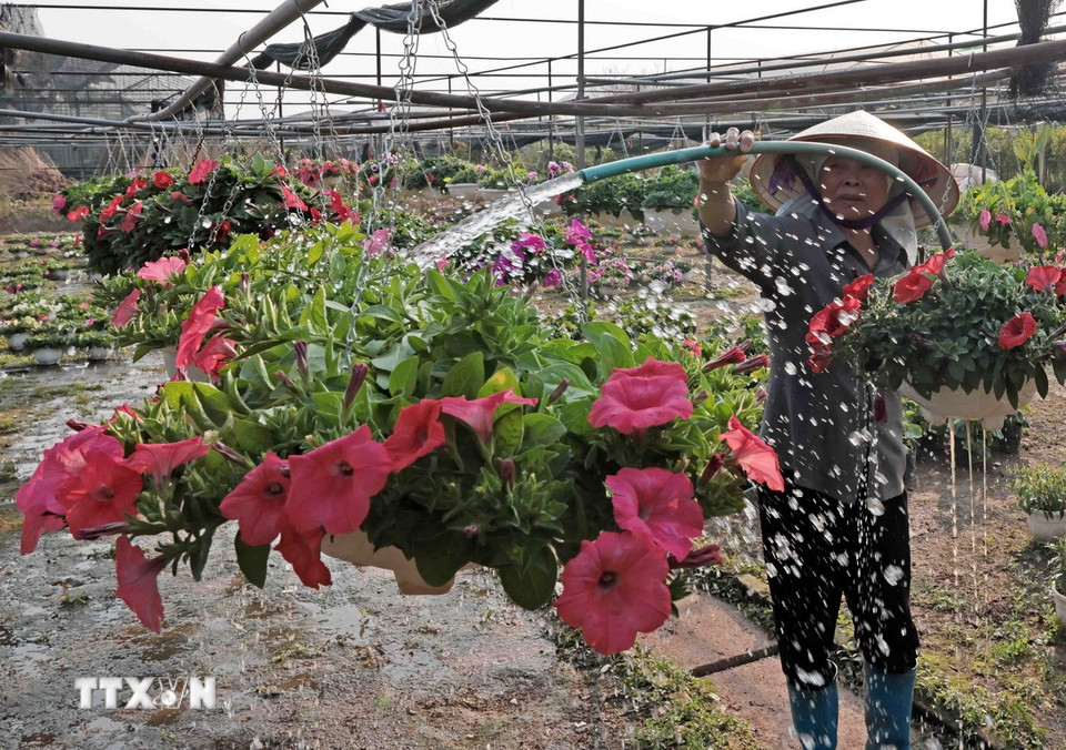 Chủ vườn ở làng hoa Xuân Quan chăm sóc hoa. (Ảnh: Trần Việt/TTXVN)