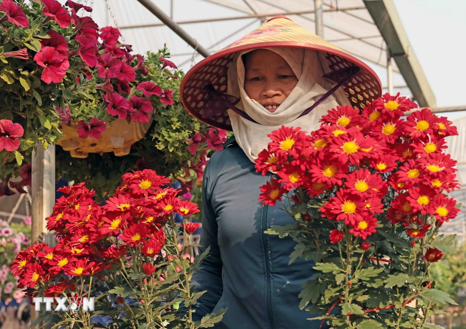 Rực rỡ sắc màu ở làng hoa Xuân Quan những ngày cận Tết. (Ảnh: Trần Việt/TTXVN)