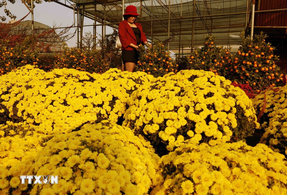 Khách tham quan, mua sắm tại làng hoa Xuân Quan những ngày cận Tết. (Ảnh: Trần Việt/TTXVN)